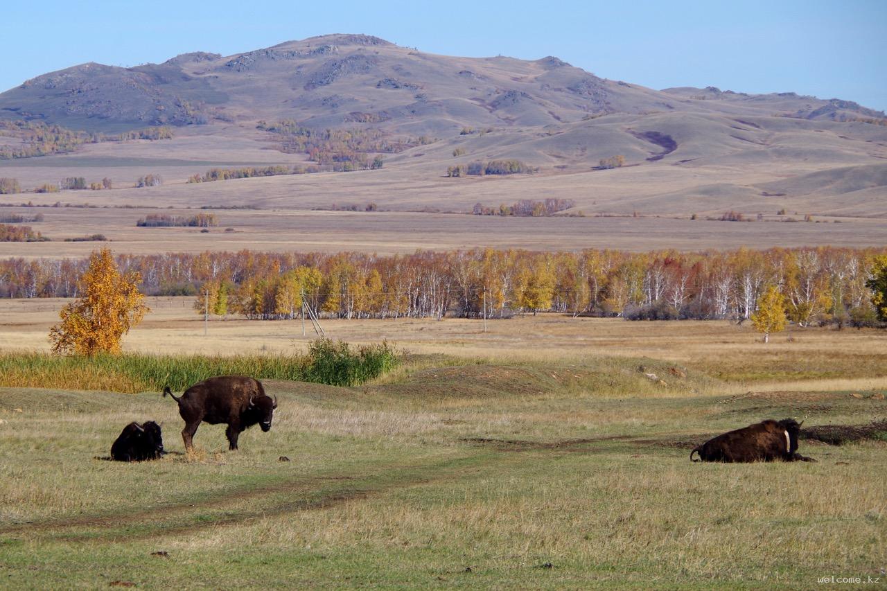 Belodymov's Bison Sanctuary